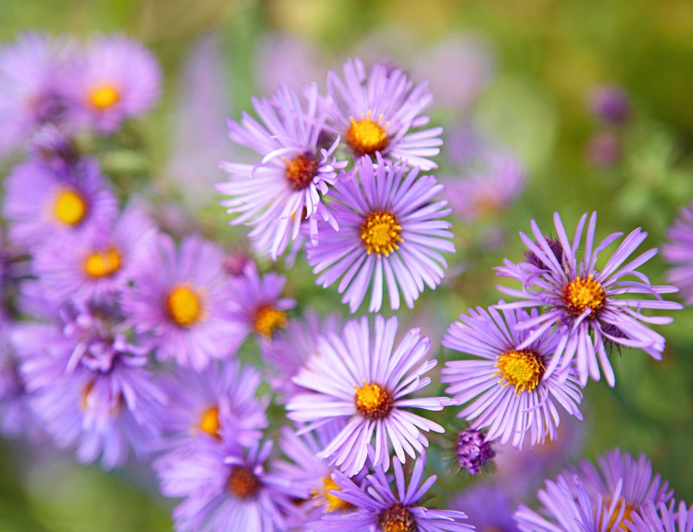 Tử vi ngày 14/8/2023: Tuổi Tý được người yêu quý, tuổi Tỵ niềm vui tài lộc Tử vi ngày 14/8/2023: Tuổi Tý được người yêu quý, tuổi Tỵ niềm vui tài lộc