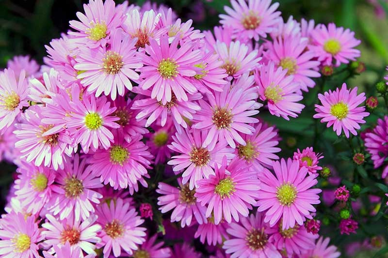 Tử vi ngày 14/8/2023: Tuổi Tý được người yêu quý, tuổi Tỵ niềm vui tài lộc Tử vi ngày 14/8/2023: Tuổi Tý được người yêu quý, tuổi Tỵ niềm vui tài lộc