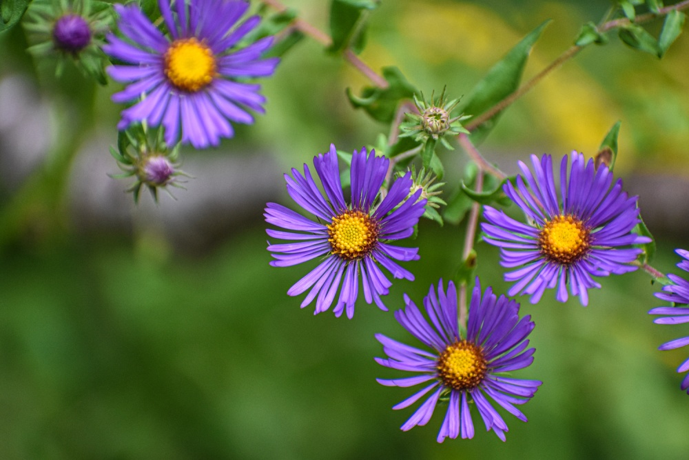 Tử vi ngày 14/8/2023: Tuổi Tý được người yêu quý, tuổi Tỵ niềm vui tài lộc Tử vi ngày 14/8/2023: Tuổi Tý được người yêu quý, tuổi Tỵ niềm vui tài lộc