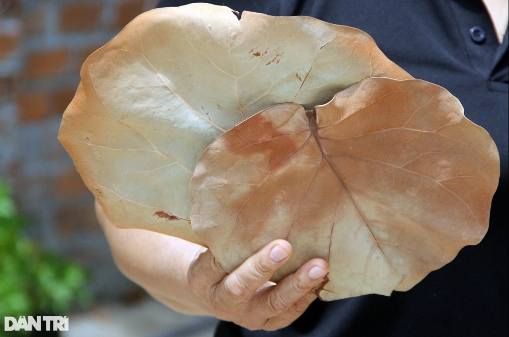 Lá tra xuất ngoại mang về tiền tỷ