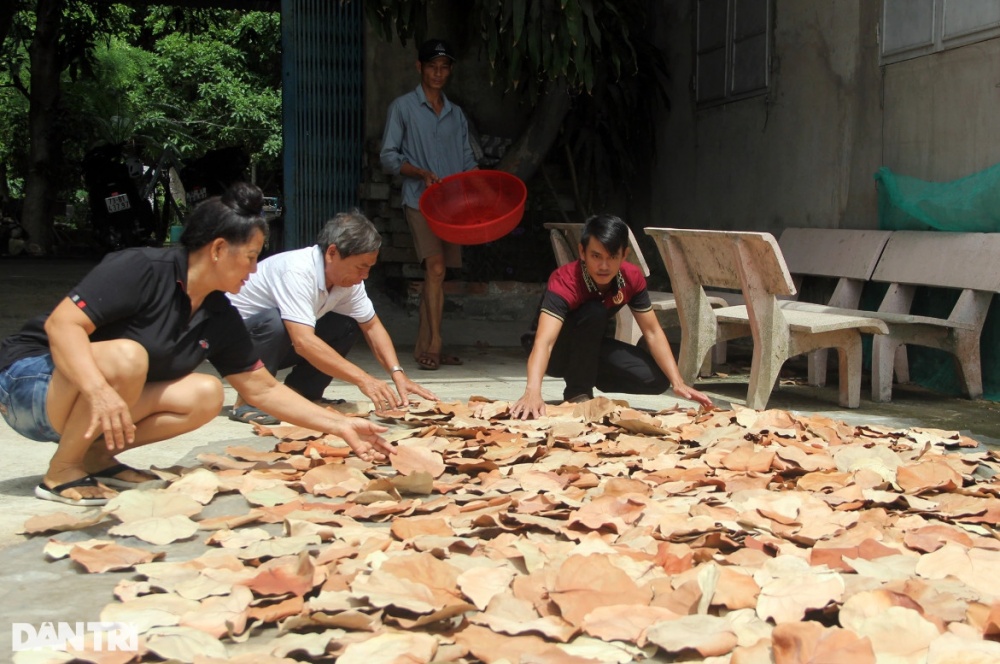 Lá tra xuất ngoại mang về tiền tỷ