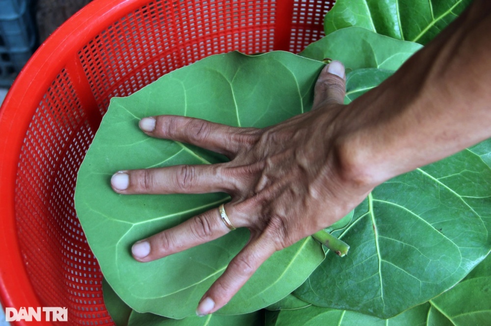 Lá tra xuất ngoại mang về tiền tỷ