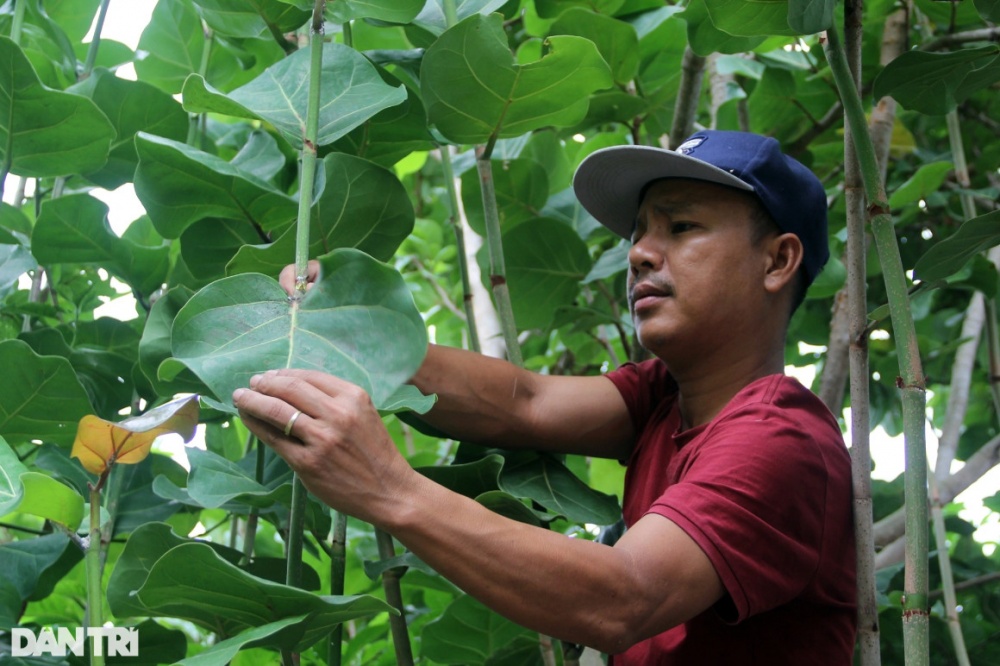 Lá tra xuất ngoại mang về tiền tỷ