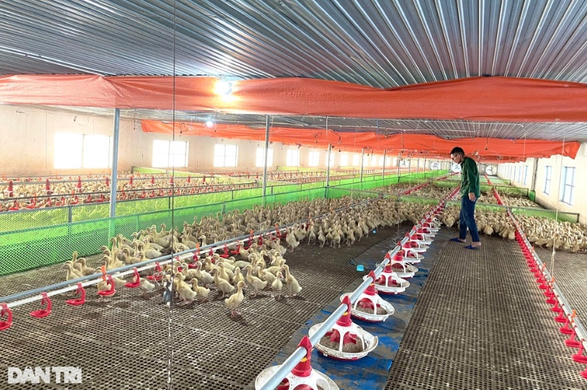 Đến nay, trang trại vịt công nghệ cao của anh Nam đã xuất bán 6 lứa, trừ đi chi phí, cho lãi hơn 800 triệu đồng (Ảnh: Tiến Thành). Đến nay, trang trại vịt công nghệ cao của anh Nam đã xuất bán 6 lứa, trừ đi chi phí, cho lãi hơn 800 triệu đồng (Ảnh: Tiến Thành).
