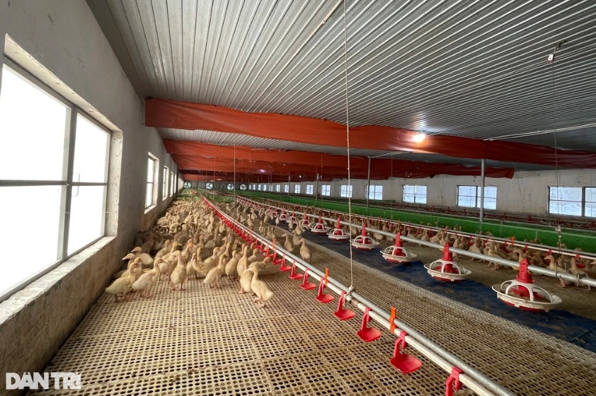 Anh Nam hiện có 2 khu nuôi vịt với diện tích hơn 2.400m2, quy mô hơn 15.000 con (Ảnh: Tiến Thành). Anh Nam hiện có 2 khu nuôi vịt với diện tích hơn 2.400m2, quy mô hơn 15.000 con (Ảnh: Tiến Thành).