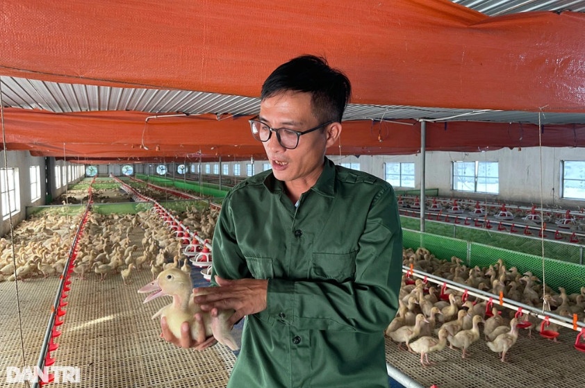 Anh Nam chia sẻ, để nuôi vịt đạt hiệu quả cao, đầu tiên phải chọn nguồn giống đảm bảo, quy trình nuôi chặt chẽ (Ảnh: Tiến Thành). Anh Nam chia sẻ, để nuôi vịt đạt hiệu quả cao, đầu tiên phải chọn nguồn giống đảm bảo, quy trình nuôi chặt chẽ (Ảnh: Tiến Thành).