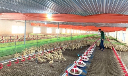 Cho vịt ngủ điều hòa, một năm thu lãi cả tỷ đồng