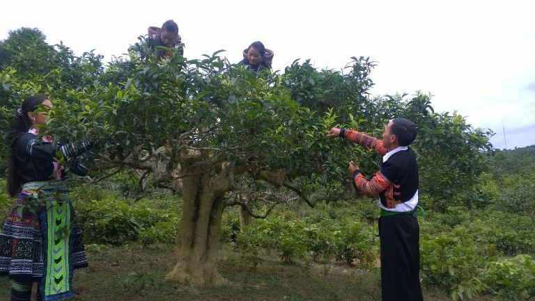 Tỉnh Yên Bái lần đầu tiên tổ chức Lễ hội Trà Shan tuyết “Tinh hoa giữa ngàn mây”