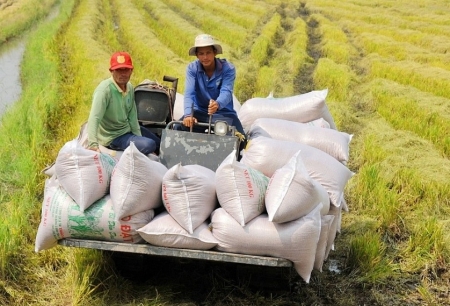 Tin tức kinh tế ngày 19/8: Giá gạo Việt Nam đang cao nhất thế giới