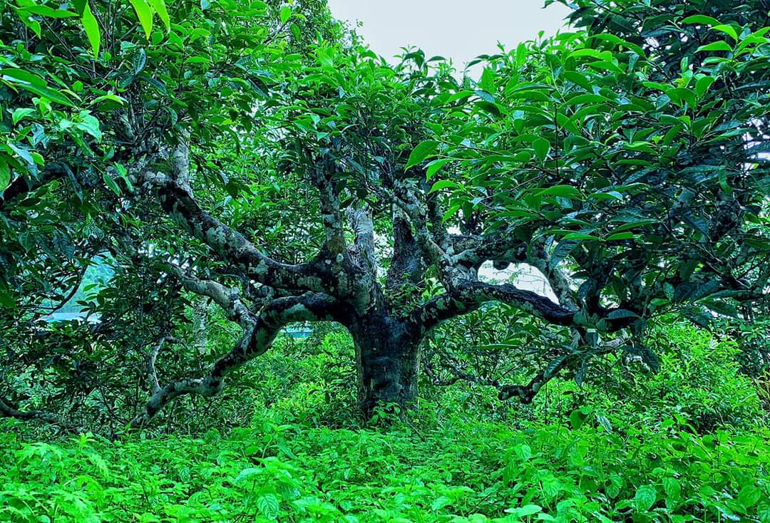Tỉnh Yên Bái lần đầu tiên tổ chức Lễ hội Trà Shan tuyết “Tinh hoa giữa ngàn mây”