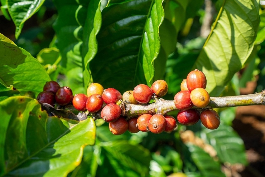 Giá cà phê hôm nay 21/8: Robusta và Arabica ngược chiều nhau