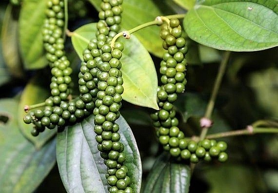 Giá tiêu hôm nay 22/8: Đồng loạt giảm