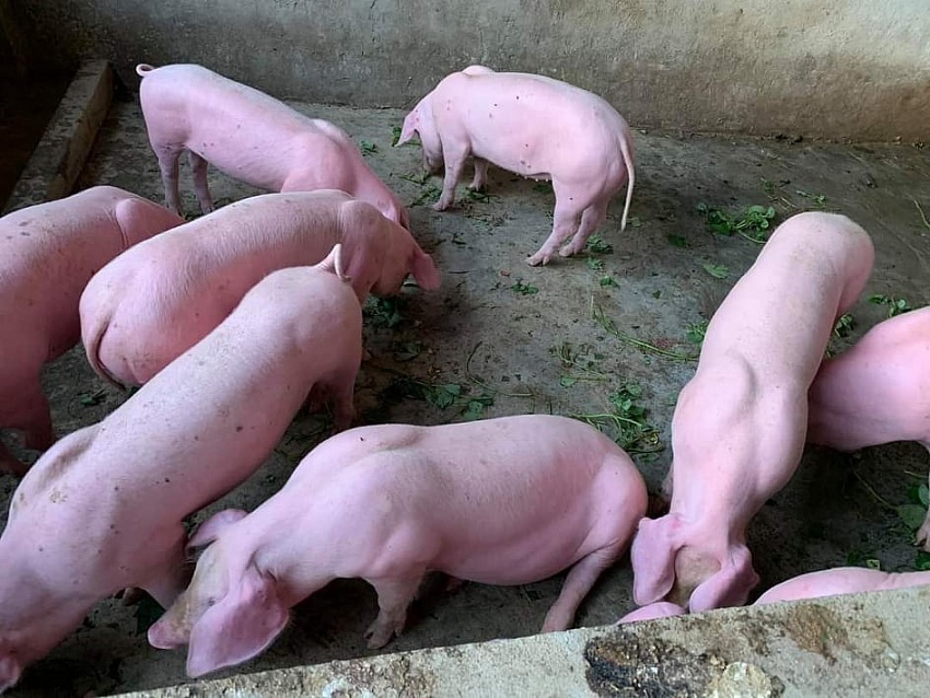 Giá heo hơi hôm nay 23/8: Giảm nhẹ ở một vài nơi