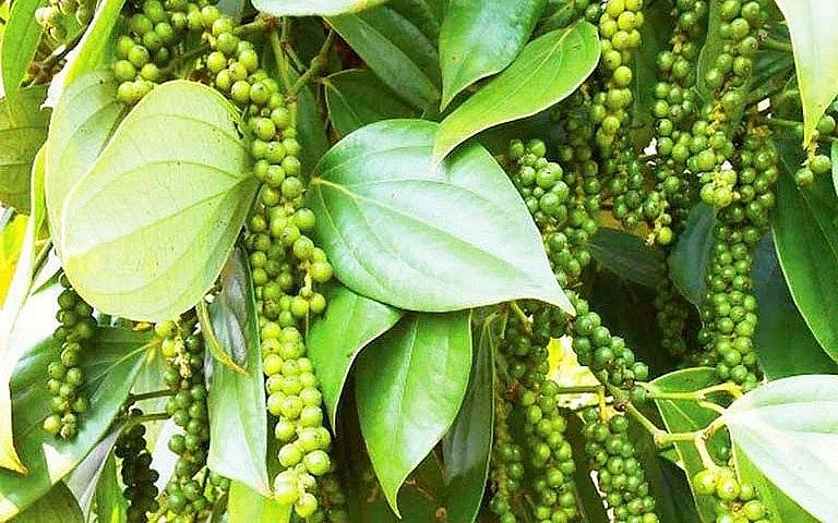 Giá tiêu hôm nay 24/8: Tiếp tục chuỗi ngày đi ngang