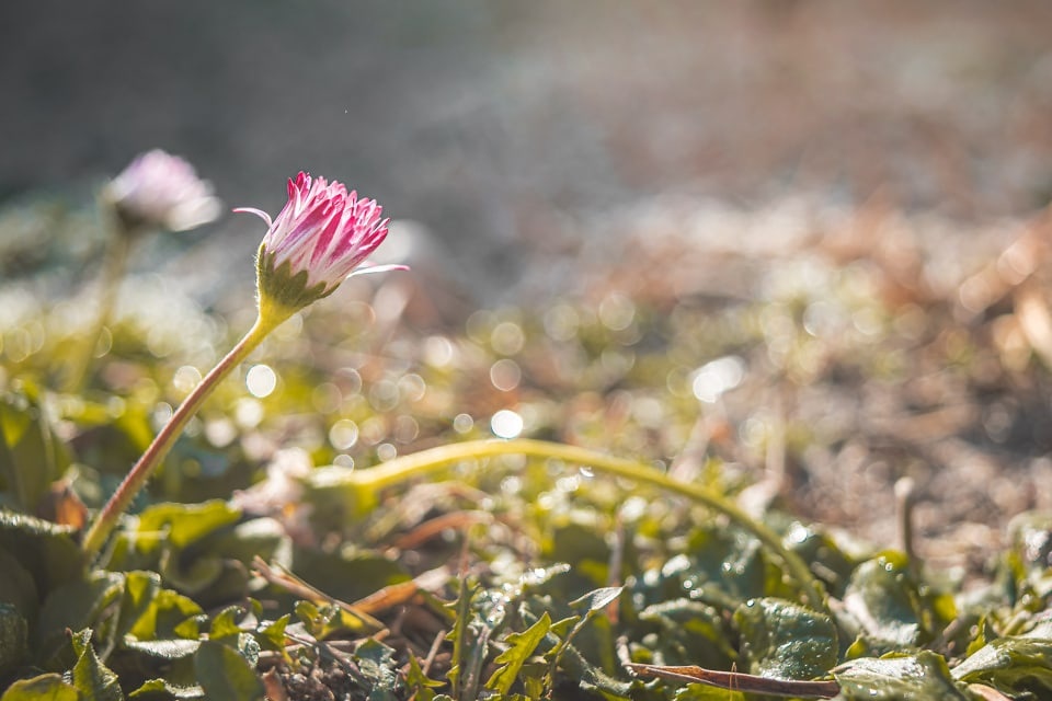 Tử vi ngày 27/8/2023 của 12 cung hoàng đạo: Bạch Dương tư duy logic, Song Tử kiểm soát cảm xúc