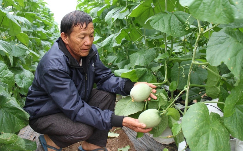 Người dân Gia Lai "bỏ túi" hàng trăm triệu mỗi năm nhờ trồng dưa lưới