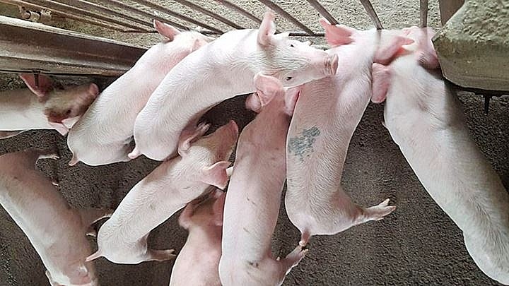 Giá heo hơi hôm nay 27/8: Giảm mạnh 3.000 đồng/kg