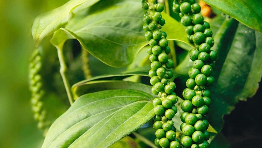 Giá tiêu hôm nay 30/8: Thị trường trong nước tăng nhẹ
