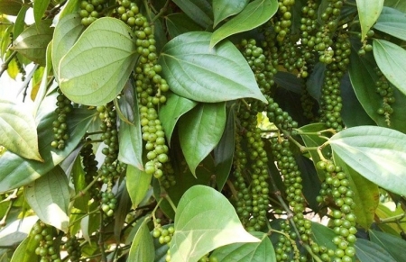 Giá tiêu hôm nay 2/9: Xu hướng đi ngang