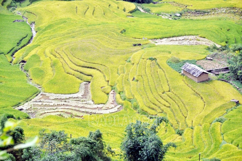 Mùa lúa vàng ở thung lũng di sản quốc gia ruộng bậc thang Thề Pả
