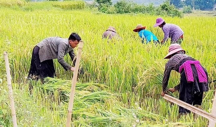 Mùa lúa vàng ở thung lũng di sản quốc gia ruộng bậc thang Thề Pả Mùa lúa vàng ở thung lũng di sản quốc gia ruộng bậc thang Thề Pả
