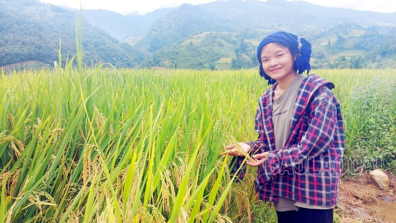 Mùa lúa vàng ở thung lũng di sản quốc gia ruộng bậc thang Thề Pả Mùa lúa vàng ở thung lũng di sản quốc gia ruộng bậc thang Thề Pả