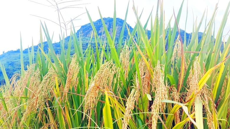 Mùa lúa vàng ở thung lũng di sản quốc gia ruộng bậc thang Thề Pả Mùa lúa vàng ở thung lũng di sản quốc gia ruộng bậc thang Thề Pả