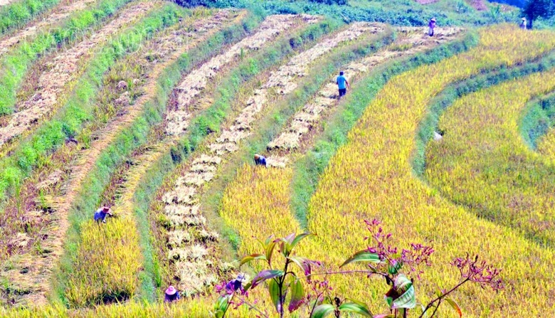 Mùa lúa vàng ở thung lũng di sản quốc gia ruộng bậc thang Thề Pả Mùa lúa vàng ở thung lũng di sản quốc gia ruộng bậc thang Thề Pả