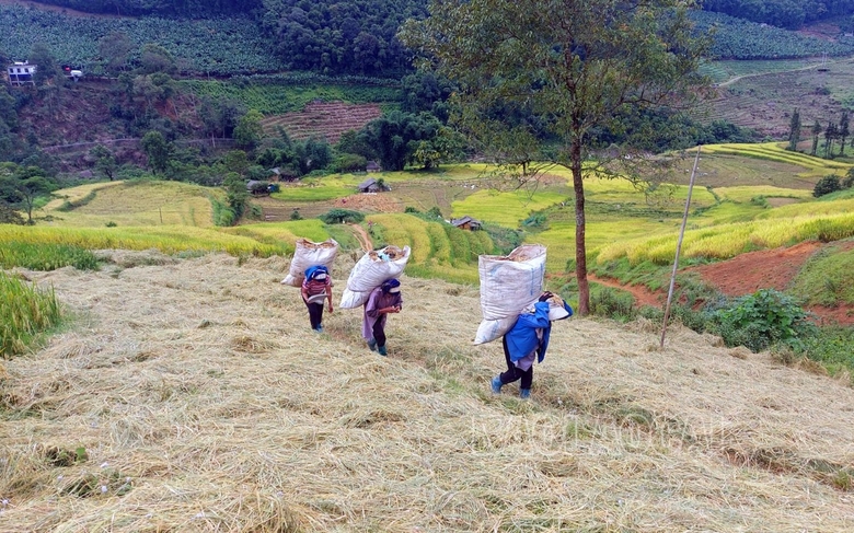 Mùa lúa vàng ở thung lũng di sản quốc gia ruộng bậc thang Thề Pả Mùa lúa vàng ở thung lũng di sản quốc gia ruộng bậc thang Thề Pả