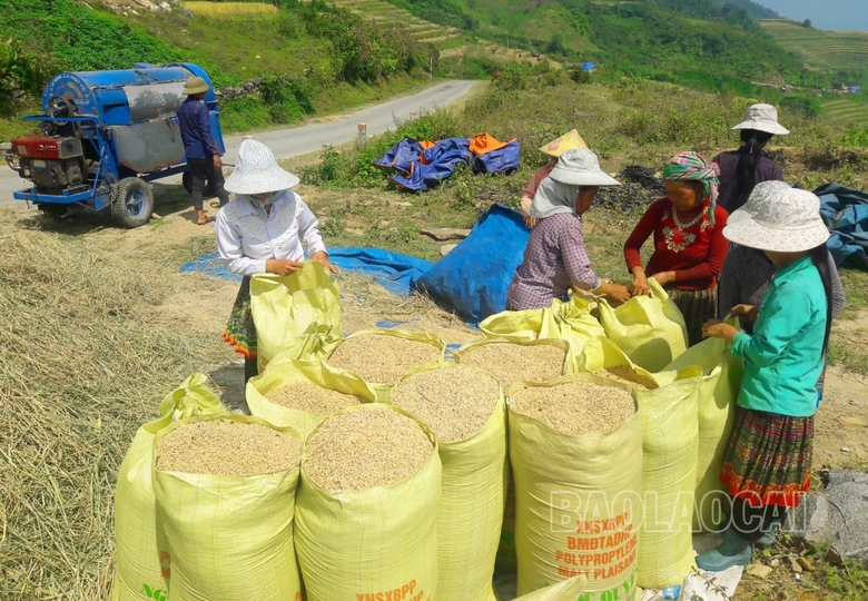 Mùa lúa vàng ở thung lũng di sản quốc gia ruộng bậc thang Thề Pả Mùa lúa vàng ở thung lũng di sản quốc gia ruộng bậc thang Thề Pả