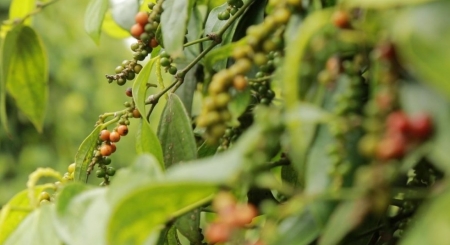 Giá tiêu hôm nay 3/9: Tăng nhẹ trong tuần qua