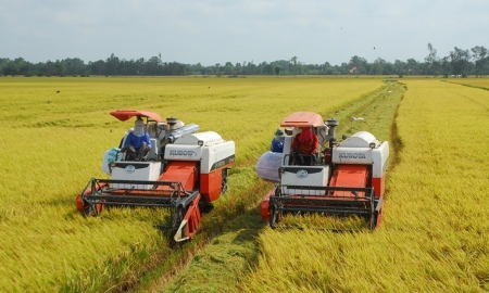 Nông sản được giá, doanh nghiệp phân bón nỗ lực đảm bảo nguồn cung chất lượng