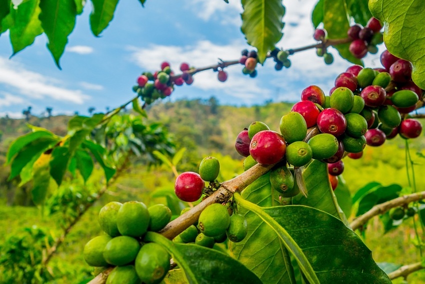 Giá cà phê hôm nay 4/9: Không có thay đổi