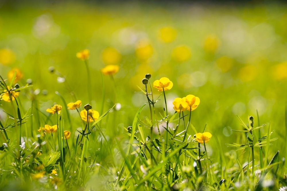 Tử vi ngày 1/11/2023 của 12 cung hoàng đạo: Sư Tử đa cảm, Song Ngư mệt mỏi