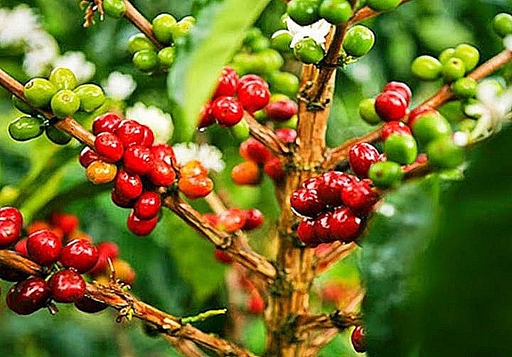 Giá cà phê hôm nay 6/9: Thị trường trong nước tăng nhẹ