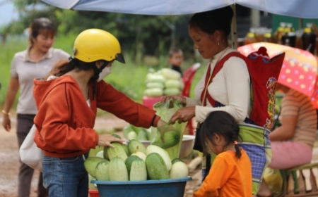 Trồng loại dưa chuột bán 40.000 đồng một trái, thu tiền triệu mỗi ngày