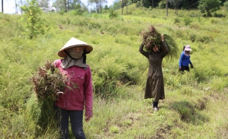 Cây mọc hoang trên đồi thành hàng hóa được giá, dân kiếm bộn tiền