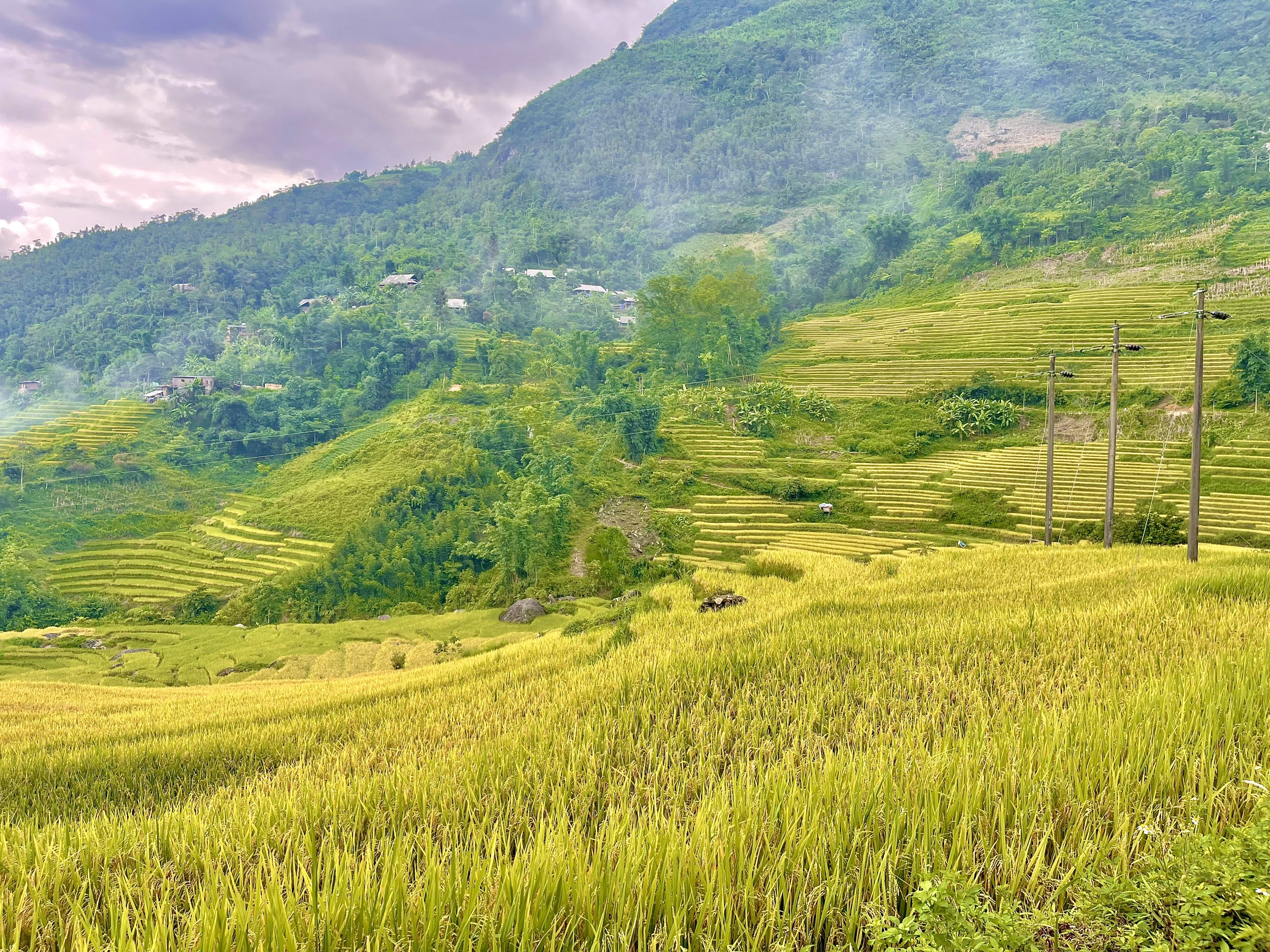 Sa Pa mùa lúa chín - Vẻ đẹp bình yên thiên nhiên ban tặng