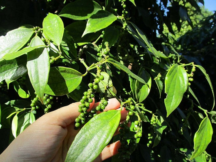 Giá tiêu hôm nay 10/9: Tổng kết tuần tăng 1.500 đồng/kg