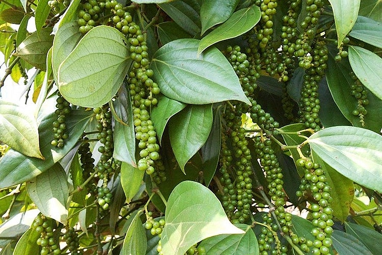 Giá tiêu hôm nay 12/9: Thị trường trong nước ổn định