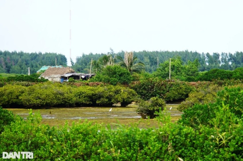 Thông cáo nêu rõ Khu rừng đặc dụng với tên gọi Khu bảo tồn thiên nhiên đất ngập nước Tiền Hải diện tích tạm tính ban đầu là 12.500ha được kế thừa số liệu diện tích từ 5 nguồn dữ liệu khác nhau (Ảnh: Đức Văn).