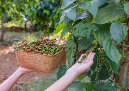 Giá tiêu hôm nay 15/9: Đông Nam Bộ giảm 500 đồng/kg