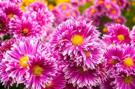 Tử vi ngày 19/9/2023: Tuổi Thân tình cảm thăng hoa, tuổi Hợi vận tài tươi sáng