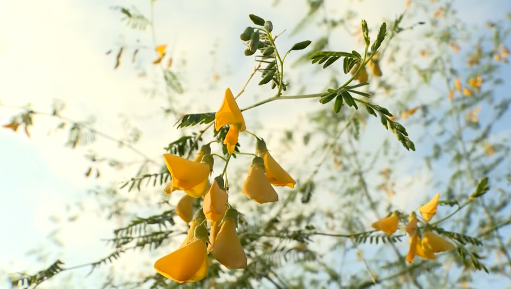 "Hoa Mai" mùa nước nổi