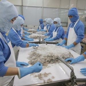 Xuất khẩu tôm sang Mỹ và Trung Quốc tiếp đà tăng