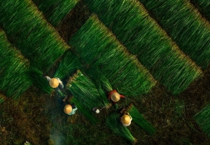 Ninh Bình: Làng nghề chiếu cói Kim Sơn