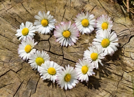 Tử vi ngày 23/9/2023 của 12 cung hoàng đạo: Bạch Dương lý trí, Ma Kết thể hiện bản thân