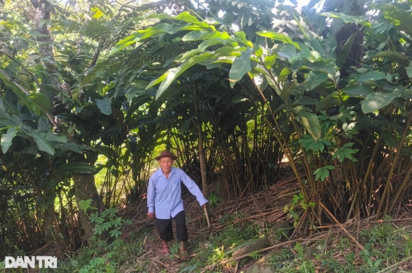 Già Thò Nênh Thông chăm sóc cây bo bo (Ảnh: Nguyễn Phê).