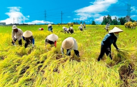 Tin tức kinh tế ngày 29/9: Dự báo nông nghiệp về đích ngoạn mục