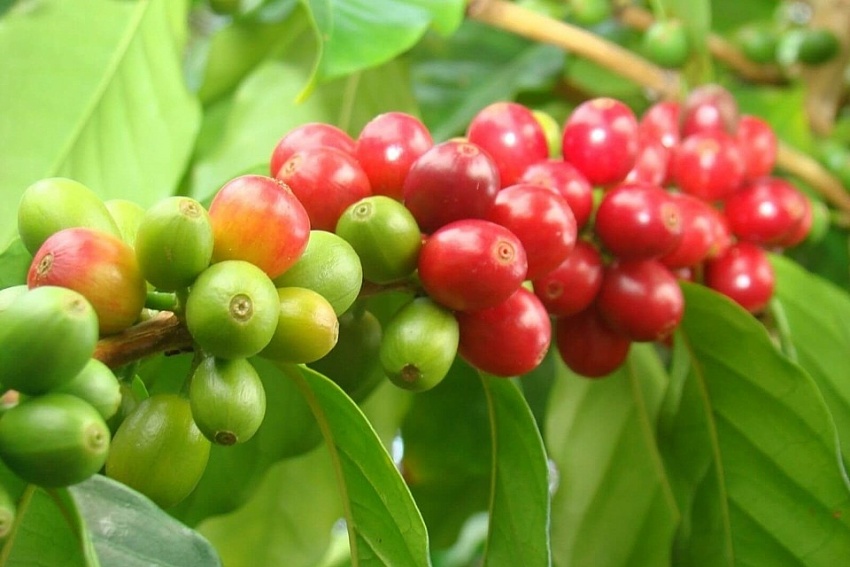 Giá cà phê hôm nay 30/9: Đồng loạt giảm